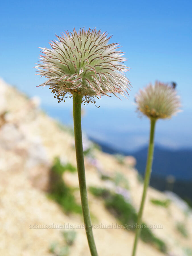 western pasqueflower seed heads (Anemone occidentalis (Pulsatilla occidentalis)) [Mount Ashland, Rogue River-Siskiyou National Forest, Jackson County, Oregon]