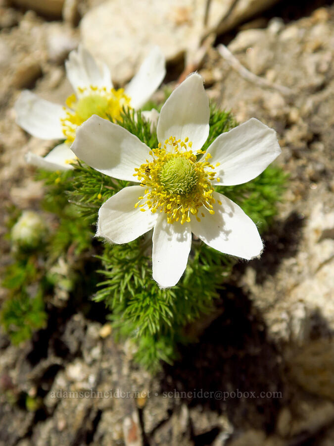 western pasqueflowers (Anemone occidentalis (Pulsatilla occidentalis)) [Mount Ashland, Rogue River-Siskiyou National Forest, Jackson County, Oregon]