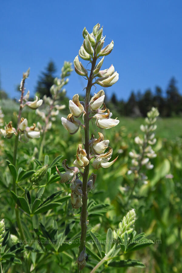 sickle-keel lupine (Lupinus albicaulis) [Mt. Ashland Meadows, Klamath National Forest, Jackson County, Oregon]