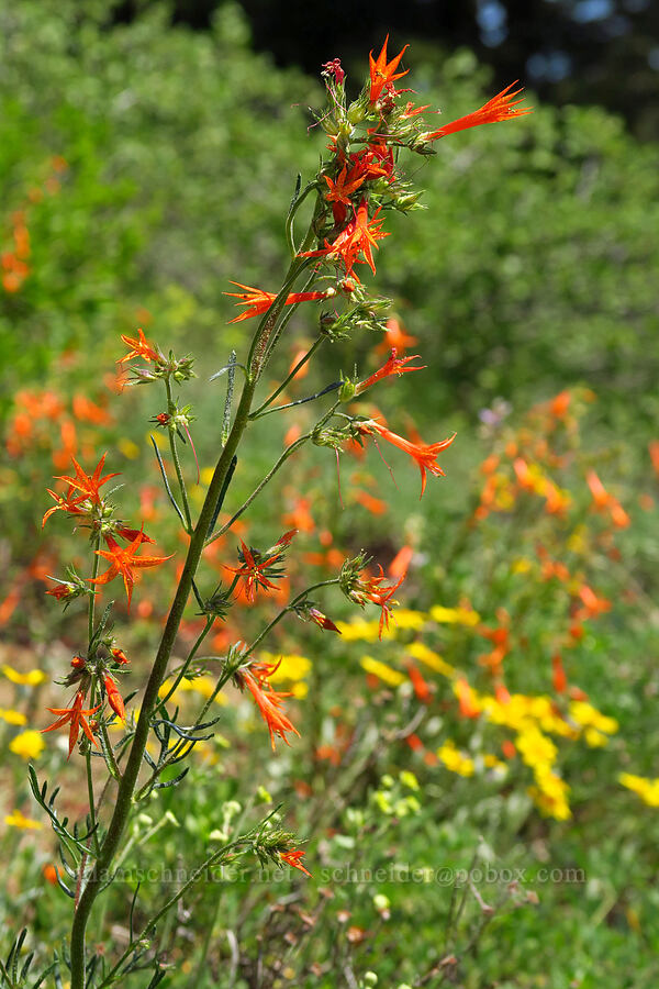scarlet gilia & Oregon sunshine (Ipomopsis aggregata, Eriophyllum lanatum) [Mt. Ashland Meadows, Klamath National Forest, Jackson County, Oregon]