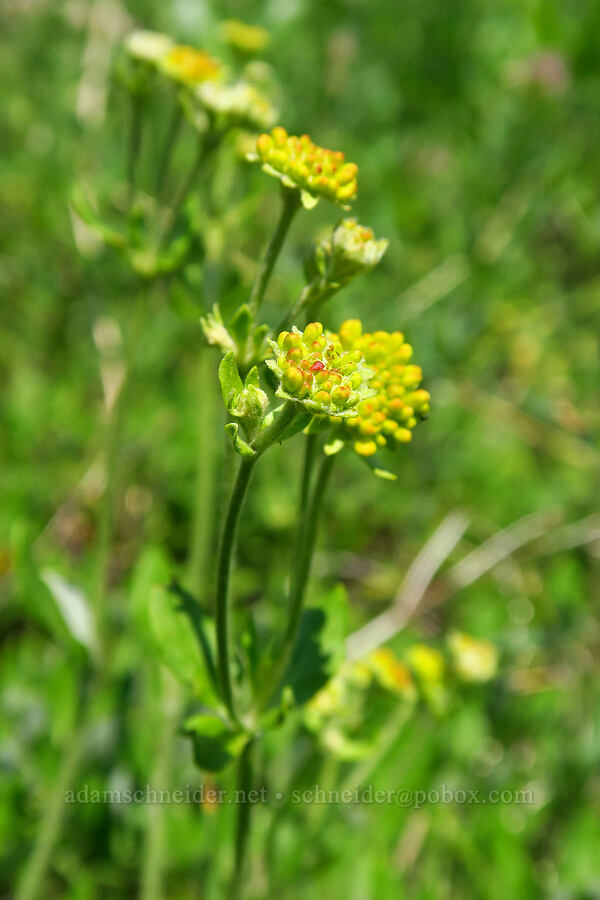 one-eyed sulphur-flower buckwheat (Eriogonum umbellatum var. argus) [Mt. Ashland Meadows, Klamath National Forest, Jackson County, Oregon]