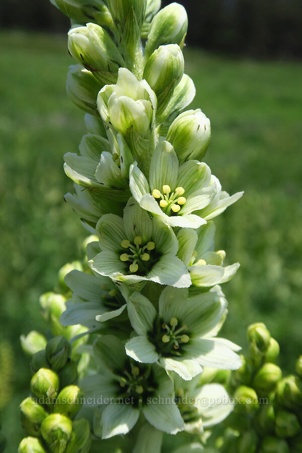 California corn-lily (Veratrum californicum) [Mt. Ashland Meadows, Klamath National Forest, Jackson County, Oregon]