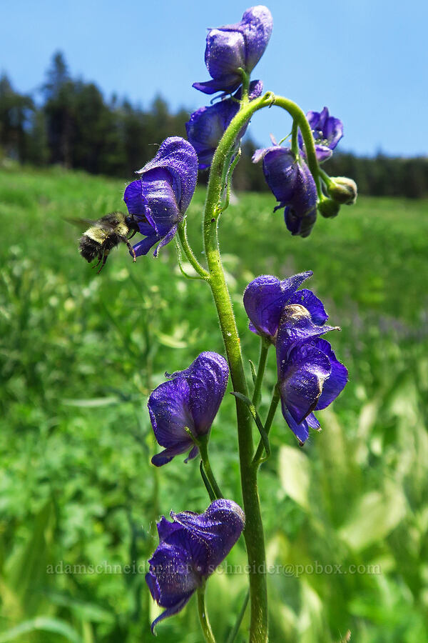 monkshood (and a bumblebee) (Aconitum columbianum, Bombus sp.) [Mt. Ashland Meadows, Klamath National Forest, Jackson County, Oregon]