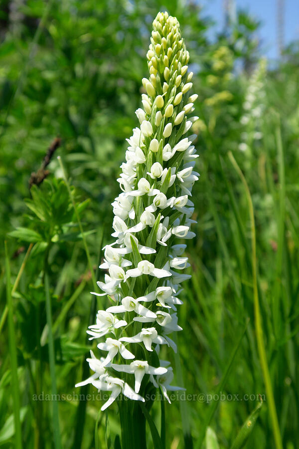 long-spurred bog orchid (Platanthera dilatata var. leucostachys (Platanthera leucostachys)) [Mt. Ashland Meadows, Klamath National Forest, Jackson County, Oregon]