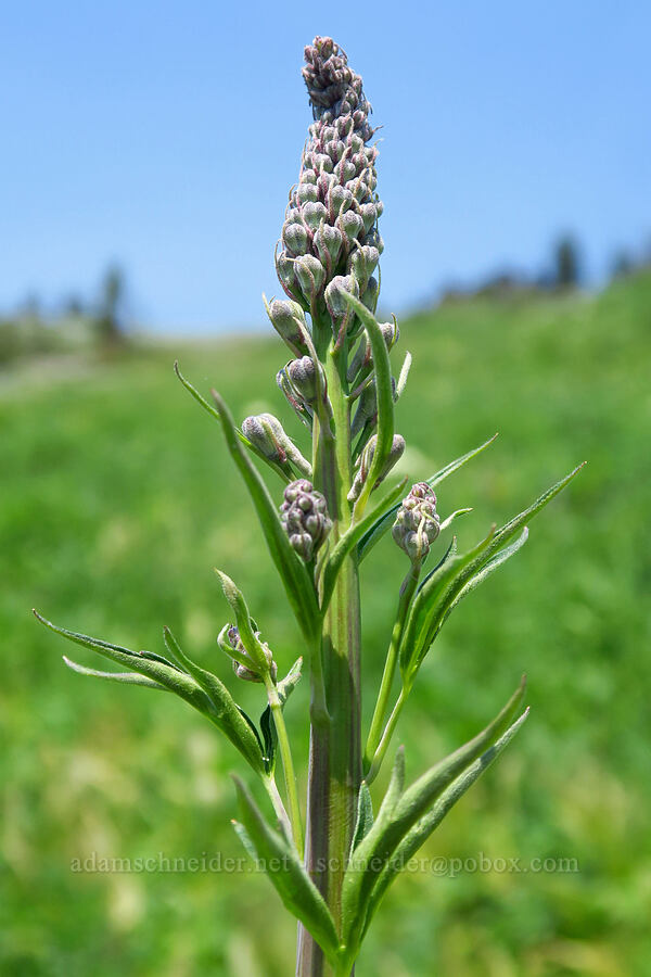 Sierra larkspur, budding (Delphinium glaucum) [Mt. Ashland Meadows, Klamath National Forest, Jackson County, Oregon]