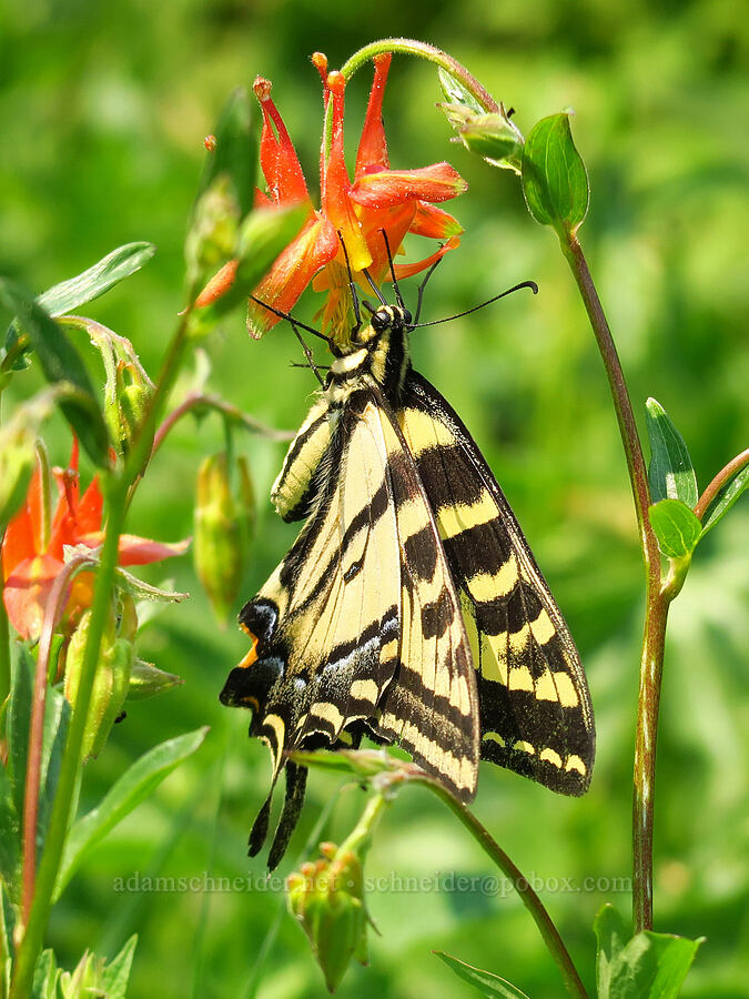 tiger swallowtail butterfly on columbine (Papilio rutulus, Aquilegia formosa) [Mt. Ashland Meadows, Klamath National Forest, Jackson County, Oregon]