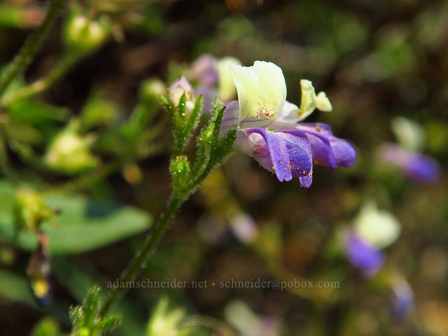 broad-leaf blue-eyed-Mary (Collinsia latifolia (Collinsia torreyi var. latifolia)) [Mt. Ashland Meadows, Klamath National Forest, Jackson County, Oregon]