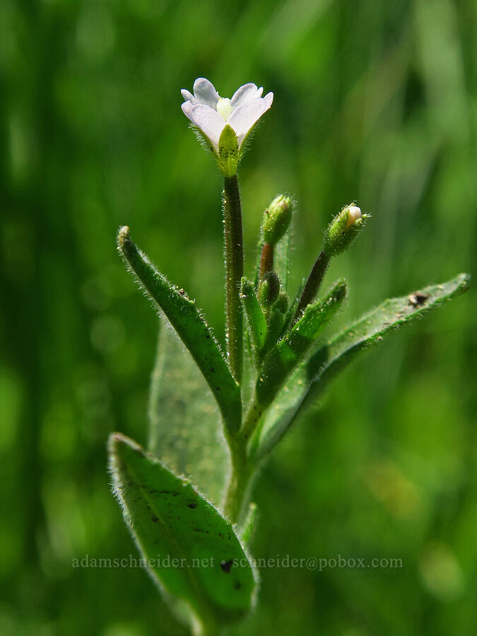 Hall's willow-herb (Epilobium halleanum (Epilobium hallianum)) [Mt. Ashland Meadows, Klamath National Forest, Jackson County, Oregon]