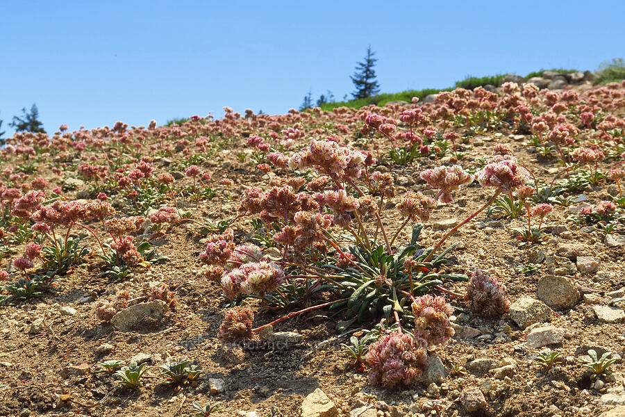 huge field of pussy-paws (Calyptridium monospermum (Cistanthe monosperma)) [Mt. Ashland Meadows, Klamath National Forest, Jackson County, Oregon]