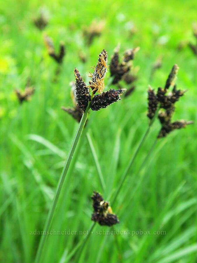mountain sedge (Carex scopulorum var. bracteosa) [Mt. Ashland Meadows, Klamath National Forest, Jackson County, Oregon]