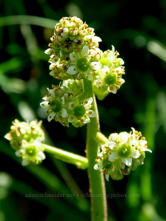 Oregon saxifrage (Micranthes oregana (Saxifraga oregana)) [Mt. Ashland Meadows, Klamath National Forest, Jackson County, Oregon]