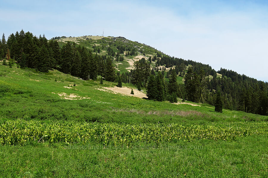 Mount Ashland [Mt. Ashland Meadows, Klamath National Forest, Jackson County, Oregon]