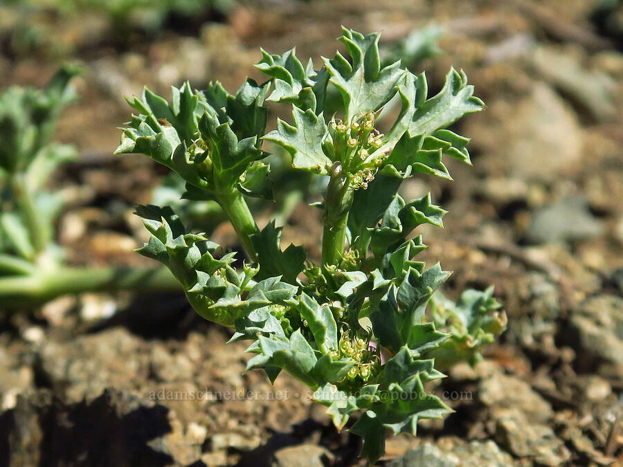 Howell's tauschia, going to seed (Tauschia howellii) [Siskiyou Peak, Klamath National Forest, Jackson County, Oregon]