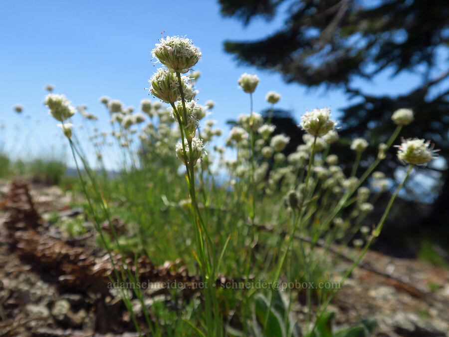 ball-head sandwort (Eremogone congesta (Arenaria congesta)) [Siskiyou Peak, Klamath National Forest, Jackson County, Oregon]