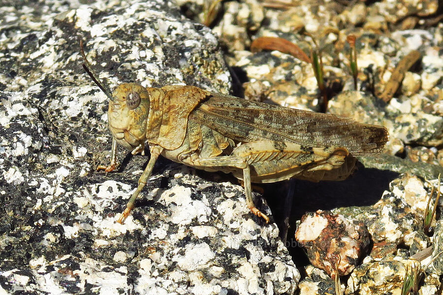 band-wing grasshopper [Siskiyou Peak, Klamath National Forest, Jackson County, Oregon]