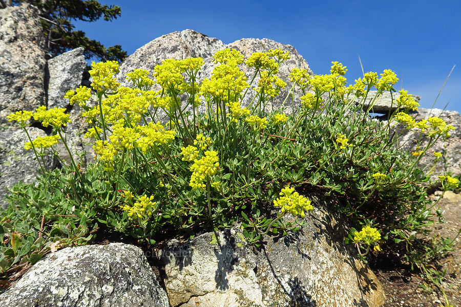 sulphur-flower buckwheat (Eriogonum umbellatum) [Siskiyou Peak, Klamath National Forest, Jackson County, Oregon]