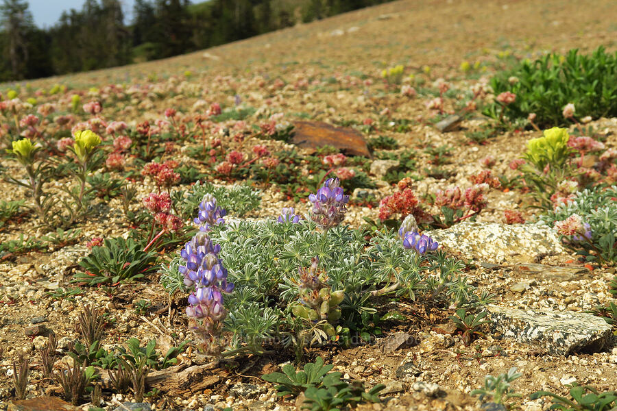 wildflowers (Lupinus breweri, Castilleja arachnoidea, Calyptridium monospermum (Cistanthe monosperma)) [Forest Road 20, Klamath National Forest, Jackson County, Oregon]