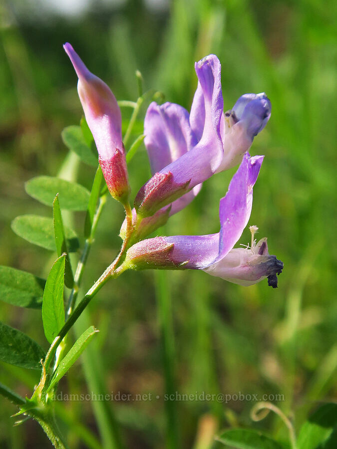 American vetch (Vicia americana) [head of Little Applegate River, Rogue River-Siskiyou National Forest, Jackson County, Oregon]