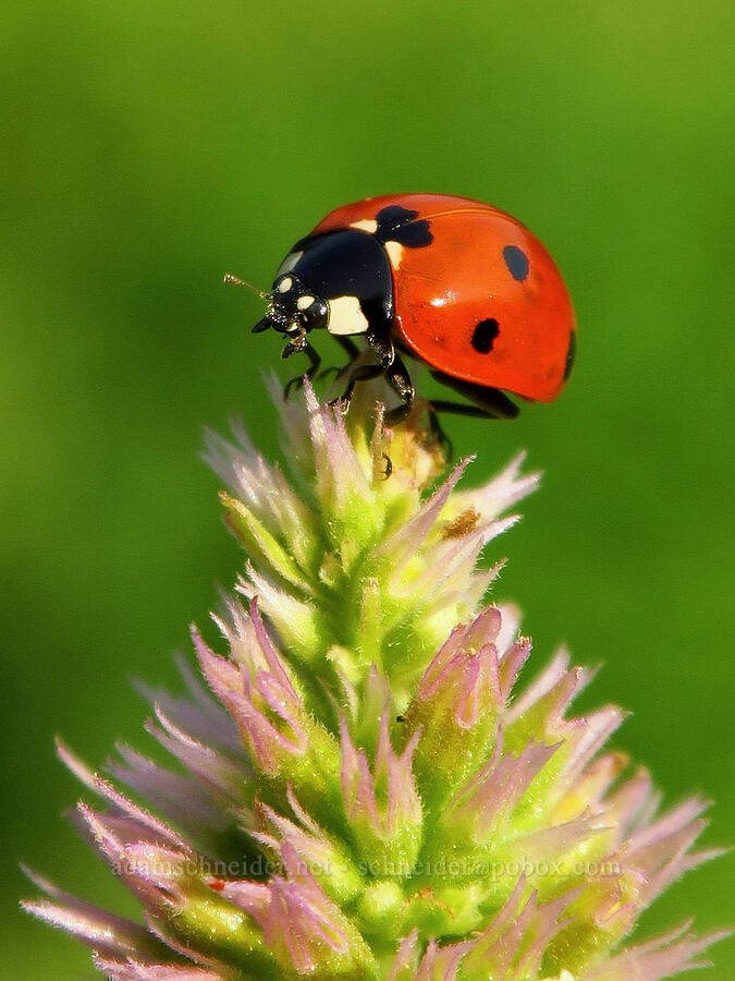 seven-spotted lady beetle (ladybug) on horse-mint (Coccinella septempunctata, Agastache urticifolia) [head of Little Applegate River, Rogue River-Siskiyou National Forest, Jackson County, Oregon]