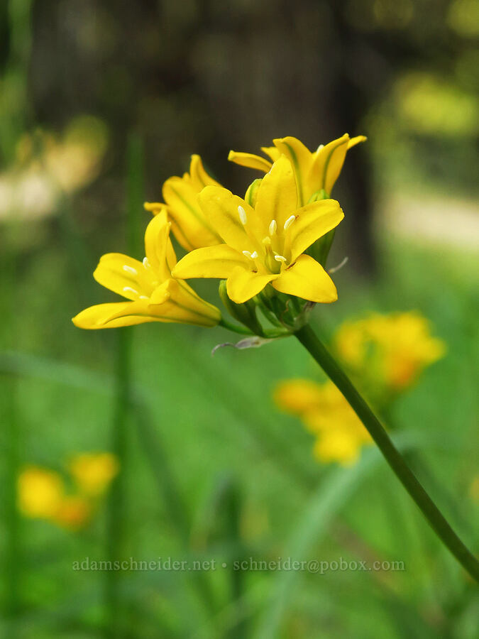 yellow triplet-lily (Triteleia crocea (Brodiaea crocea)) [Siskiyou Gap, Rogue River-Siskiyou National Forest, Jackson County, Oregon]