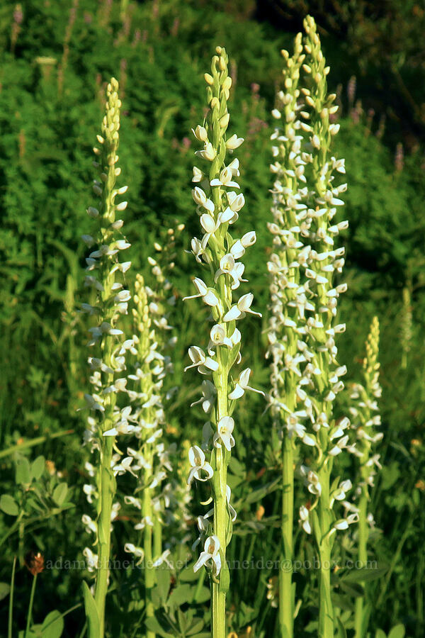 long-spurred bog orchid (Platanthera dilatata var. leucostachys (Platanthera leucostachys)) [Forest Road 22, Rogue River-Siskiyou National Forest, Jackson County, Oregon]