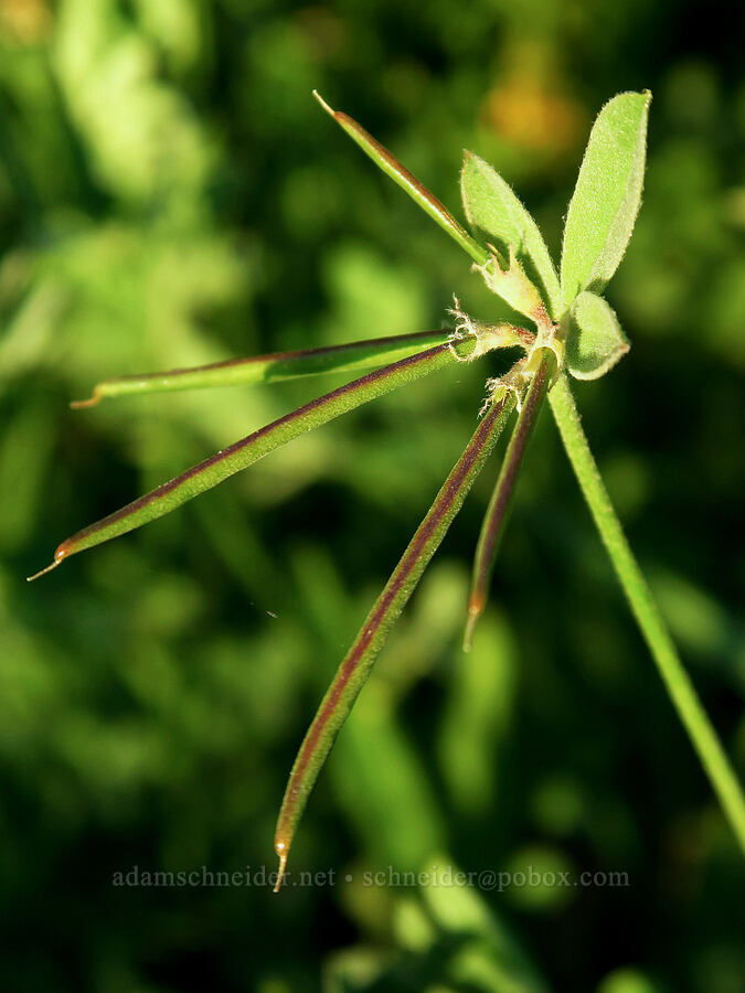 streambank bird's-foot trefoil seed pods (Hosackia oblongifolia (Lotus oblongifolius)) [Forest Road 22, Rogue River-Siskiyou National Forest, Jackson County, Oregon]