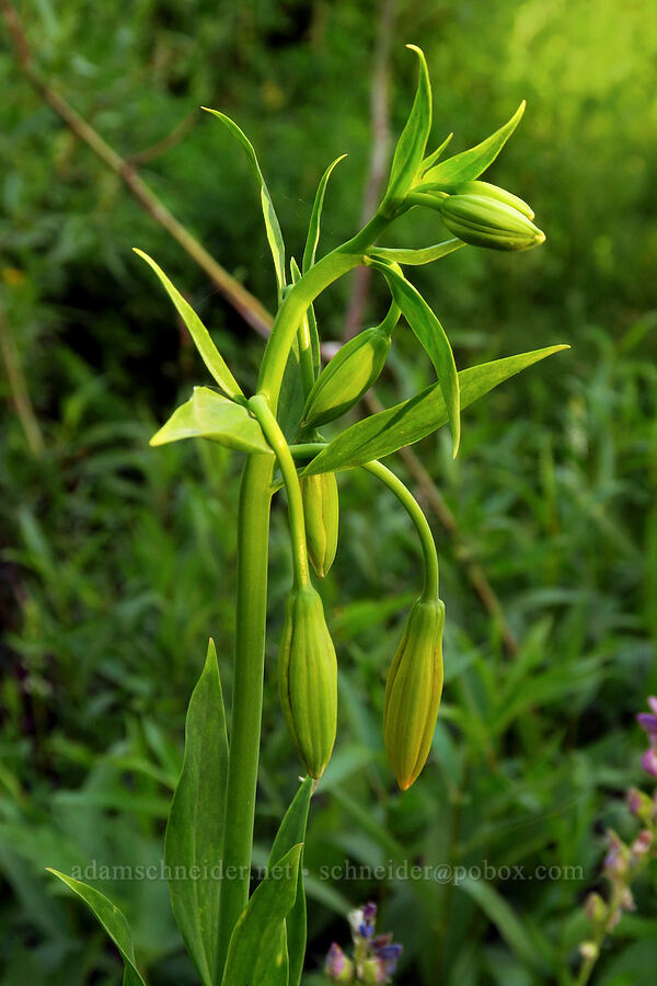 Wiggins' leopard lily, budding (Lilium pardalinum ssp. wigginsii) [Forest Road 22, Rogue River-Siskiyou National Forest, Jackson County, Oregon]