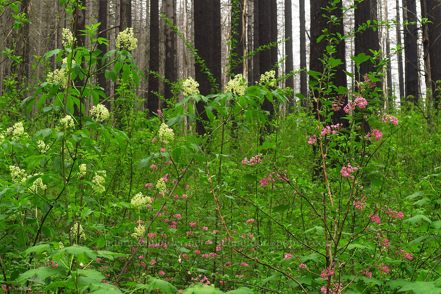 elderflowers & currant flowers (Sambucus racemosa, Ribes sanguineum) [Gorge Trail #400, John B. Yeon State Park, Multnomah County, Oregon]