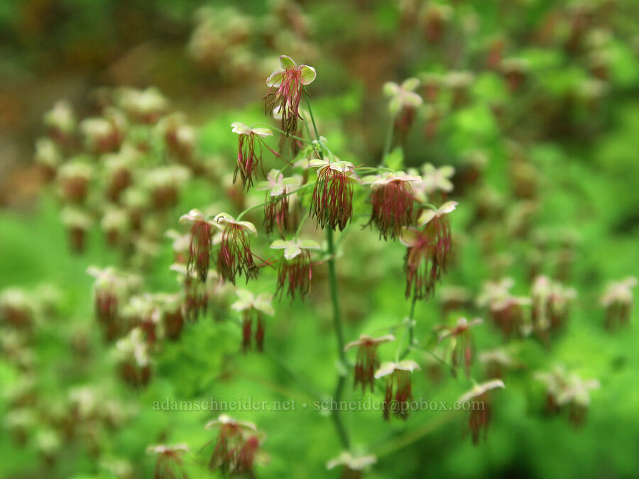 western meadow-rue, male flowers (Thalictrum occidentale) [Gorge Trail #400, John B. Yeon State Park, Multnomah County, Oregon]