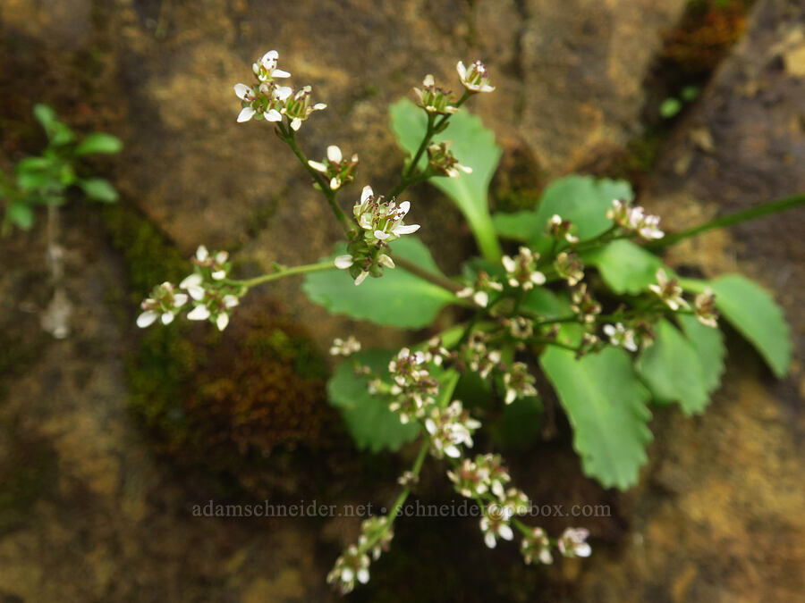 rusty-hair saxifrage (Micranthes rufidula (Saxifraga occidentalis ssp. rufidula)) [Upper McCord Creek Falls Trail, John B. Yeon State Park, Multnomah County, Oregon]