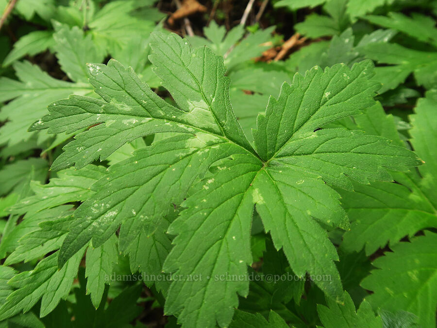 Pacific waterleaf leaves (Hydrophyllum tenuipes) [Upper McCord Creek Falls Trail, Mt. Hood National Forest, Multnomah County, Oregon]