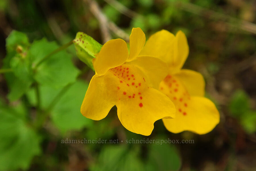 yellow monkeyflower (Erythranthe guttata (Mimulus guttatus)) [Upper McCord Creek Falls Trail, Mt. Hood National Forest, Multnomah County, Oregon]