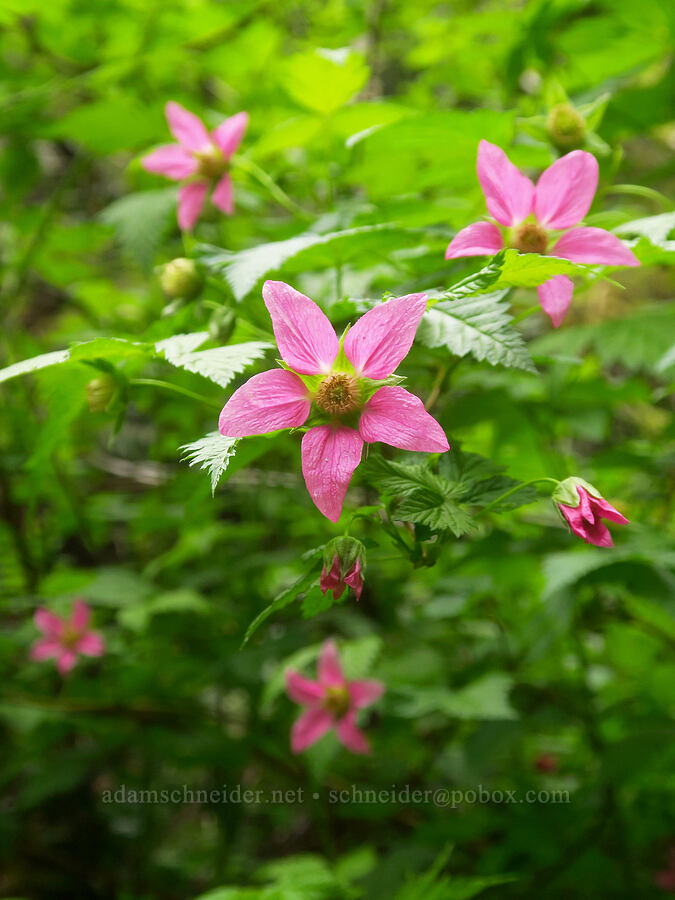 salmonberry flowers (Rubus spectabilis) [Gorge Trail #400, John B. Yeon State Park, Multnomah County, Oregon]