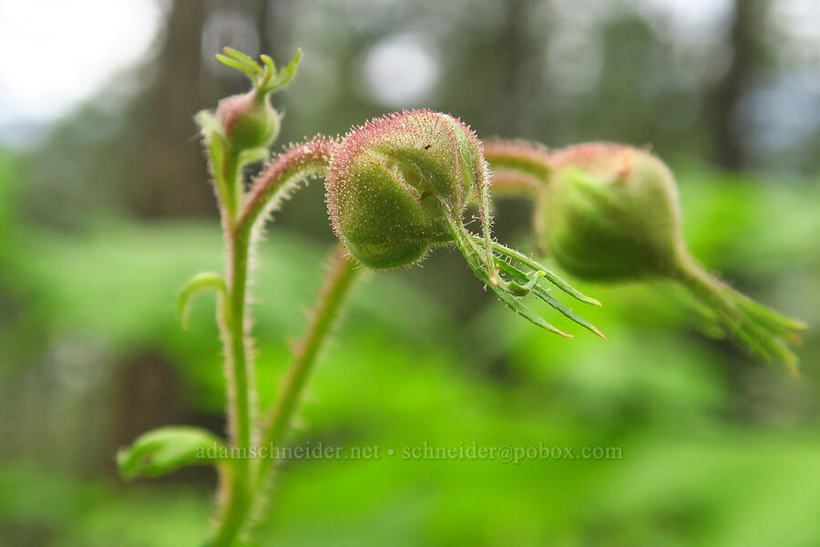 thimbleberry, budding (Rubus parviflorus) [Gorge Trail #400, John B. Yeon State Park, Multnomah County, Oregon]