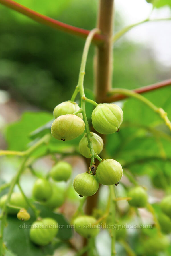 poison-oak berries (Toxicodendron diversilobum (Rhus diversiloba)) [Upper McCord Creek Falls Trail, Mt. Hood National Forest, Multnomah County, Oregon]