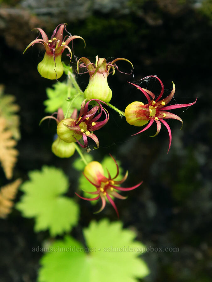 Oregon bolandra (coolwort) (Bolandra oregana) [Upper McCord Creek Falls Trail, Mt. Hood National Forest, Multnomah County, Oregon]