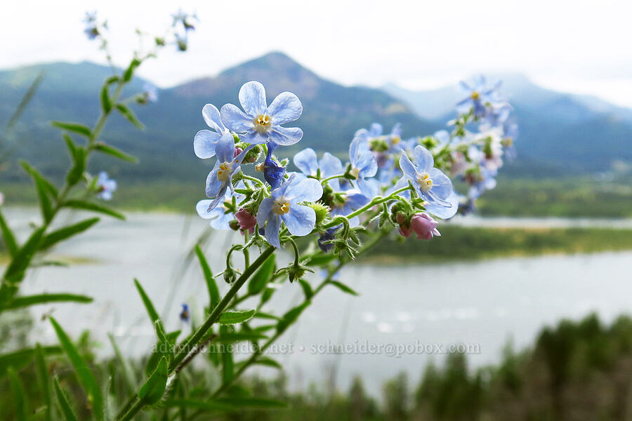 blue spreading stickseed (Hackelia diffusa var. diffusa) [Upper McCord Creek Falls Trail, Mt. Hood National Forest, Multnomah County, Oregon]