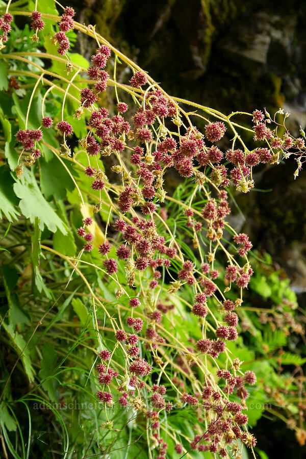 Mertens' saxifrage bulblets (Saxifraga mertensiana) [Upper McCord Creek Falls Trail, Mt. Hood National Forest, Multnomah County, Oregon]
