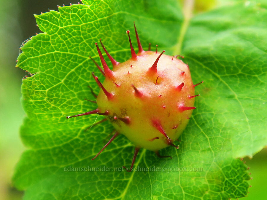spiny gall on a rose leaf (Diplolepis polita, Rosa sp.) [Gorge Trail #400, John B. Yeon State Park, Multnomah County, Oregon]