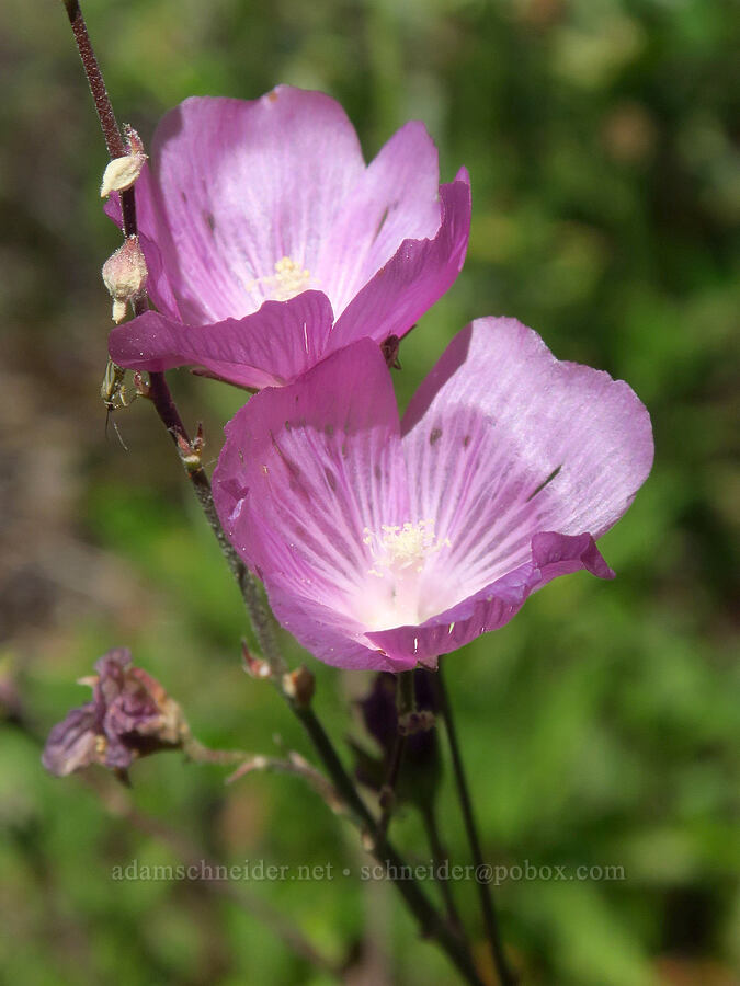 harsh checker-bloom (Sidalcea asprella (Sidalcea malviflora ssp. asprella)) [Forest Road 4613, Oregon Caves National Preserve, Josephine County, Oregon]