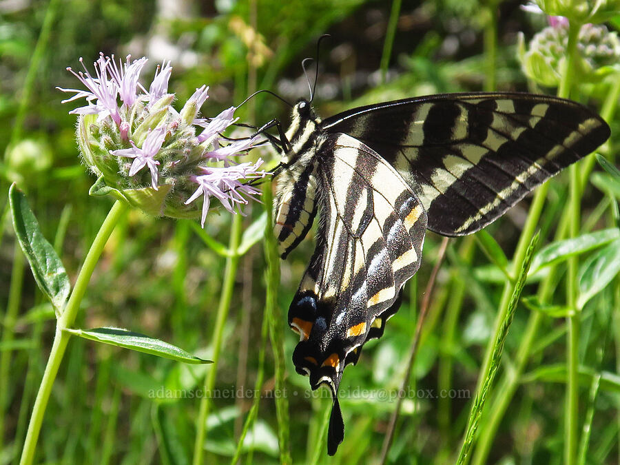 pale tiger swallowtail butterfly on coyote mint (Papilio eurymedon, Monardella odoratissima) [Mt. Elijah Tie Trail, Oregon Caves National Preserve, Josephine County, Oregon]