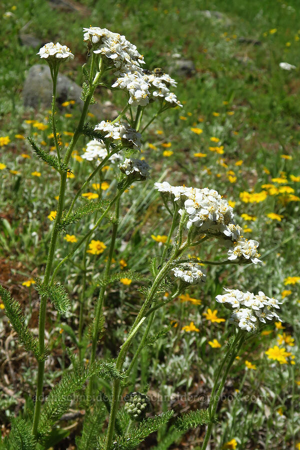 yarrow (Achillea millefolium) [Lake Mountain/Bigelow Lakes Trail, Oregon Caves National Preserve, Josephine County, Oregon]