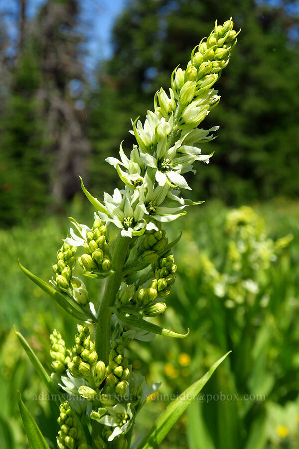 California corn-lily (Veratrum californicum) [Lake Mountain/Bigelow Lakes Trail, Oregon Caves National Preserve, Josephine County, Oregon]