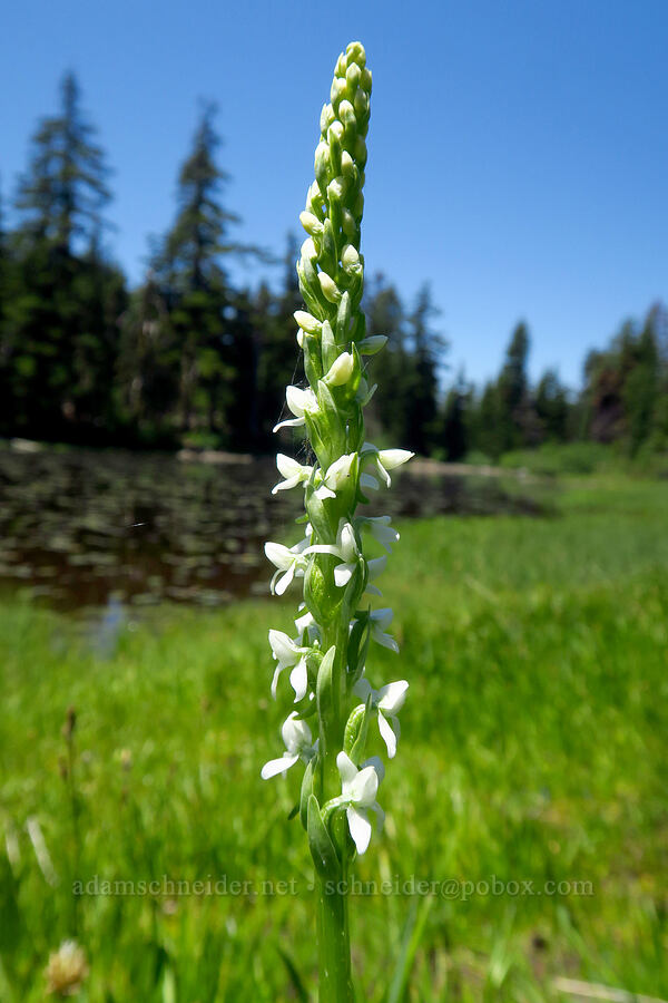 long-spurred bog orchid (Platanthera dilatata var. leucostachys (Platanthera leucostachys)) [Bigelow Lakes, Oregon Caves National Preserve, Josephine County, Oregon]
