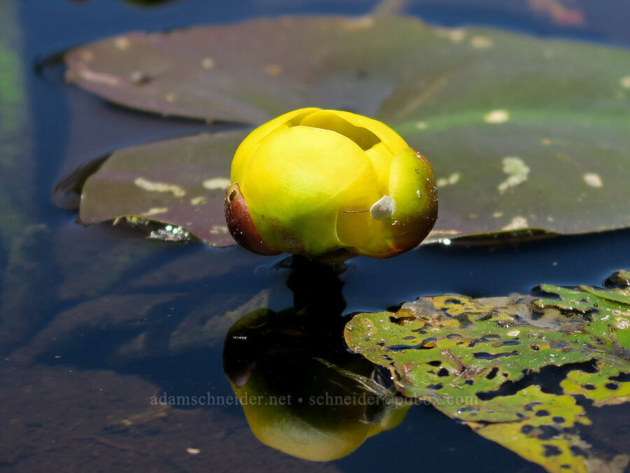 yellow pond lily (Nuphar polysepala) [Bigelow Lakes, Oregon Caves National Preserve, Josephine County, Oregon]