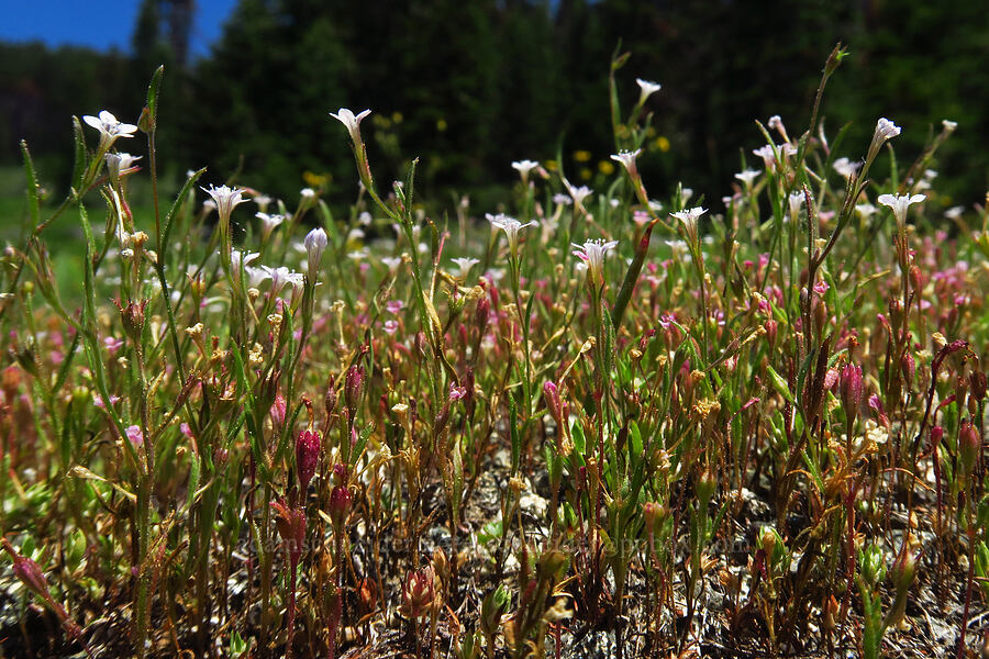 miniature gilia & Brewer's monkeyflowers (Navarretia capillaris (Allophyllum capillare) (Gilia capillaris)) [Lake Mountain/Bigelow Lakes Trail, Oregon Caves National Preserve, Josephine County, Oregon]