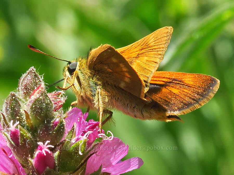 Sonoran skipper butterfly (Polites sonora) [Lake Mountain/Bigelow Lakes Trail, Oregon Caves National Preserve, Josephine County, Oregon]
