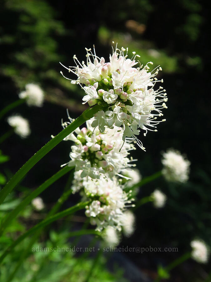 Sitka valerian (Valeriana sitchensis) [Lake Mountain/Bigelow Lakes Trail, Oregon Caves National Preserve, Josephine County, Oregon]