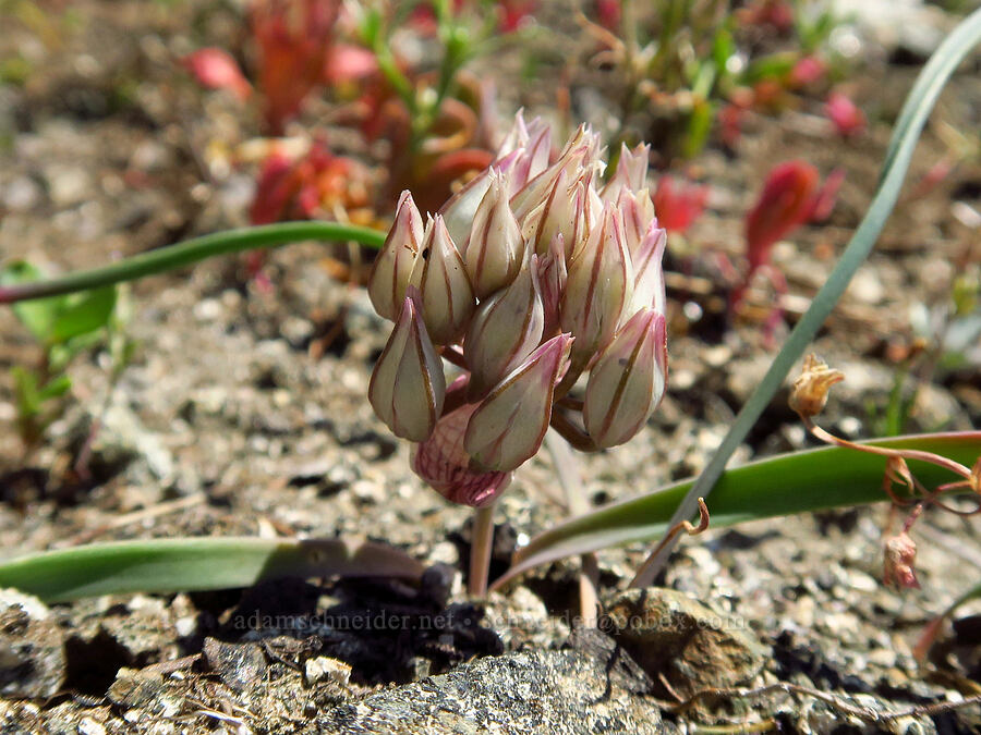 Siskiyou onion (Allium siskiyouense) [Lake Mountain/Bigelow Lakes Trail, Oregon Caves National Preserve, Josephine County, Oregon]