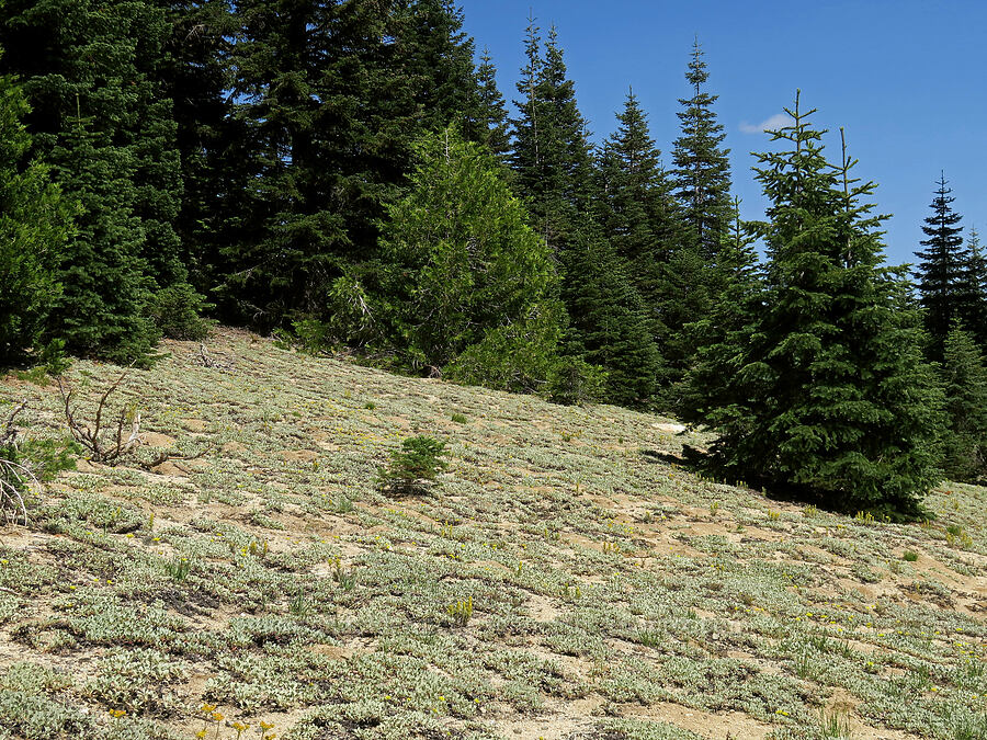 dry meadow [Lake Mountain, Oregon Caves National Preserve, Josephine County, Oregon]